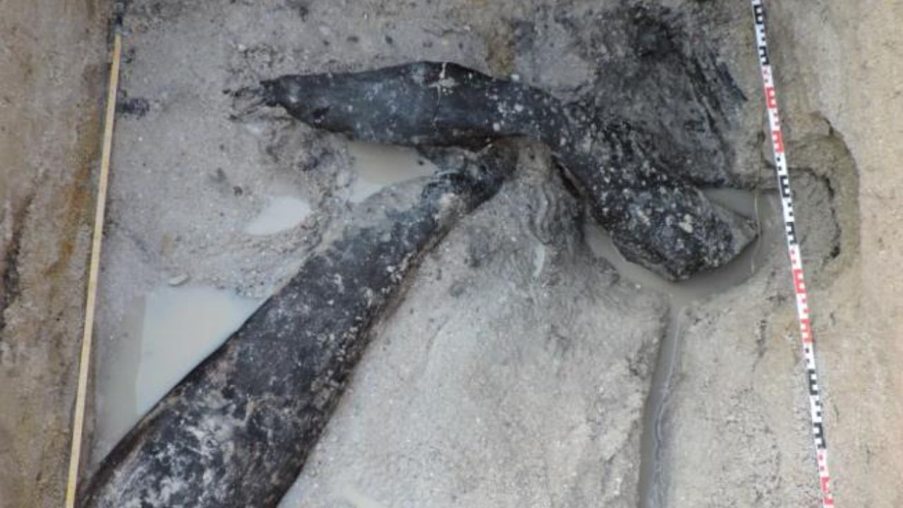Wood Structure Predates Humans by Almost 175K Years Found Marks on the logs show they were cut, chopped and scraped with stone tools found at the site. Photograph: Banham et al, Nature (2023)
