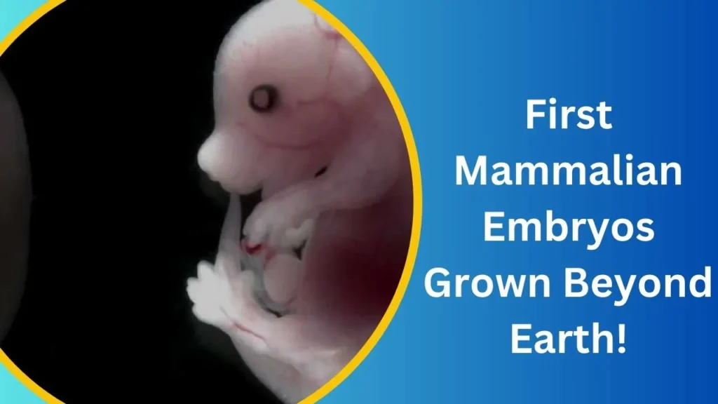 First Mouse Embryo Grown in Space