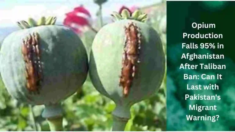 Poppy population in Afghanistan falls in 2023